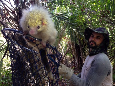 Afungentamento e manejo da fauna sivestre na APA Joanes Ipitanga