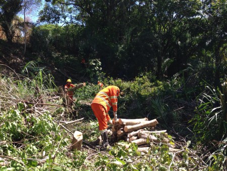 Separação da madeira florestal na APA Joanes Ipitanga